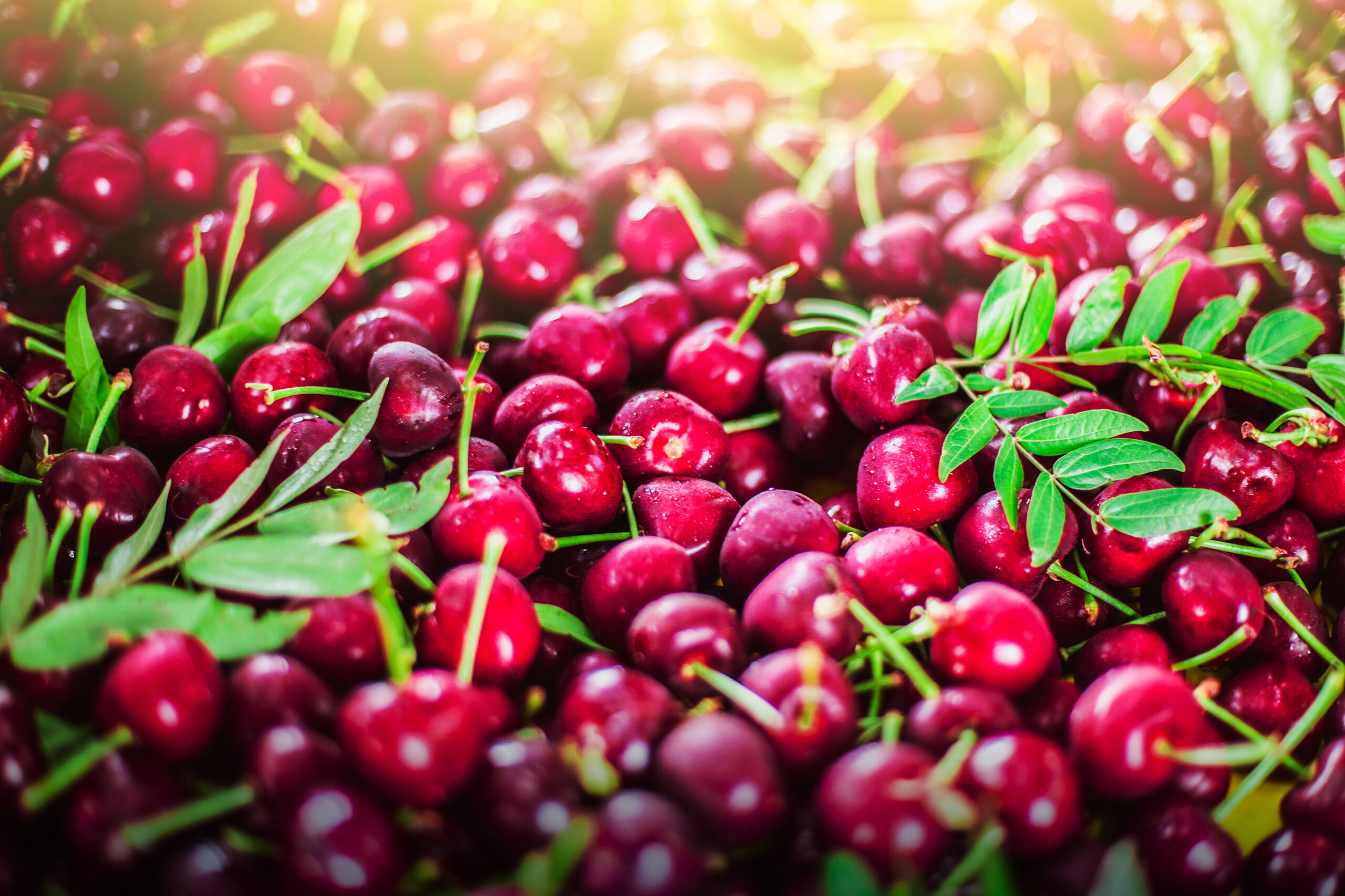 Fresh_Cherries_Traverse_Bay